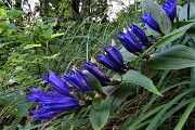 12 Genziana minore (Gentiana asclepiadea)